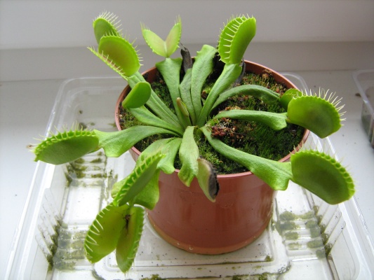 Dionaea muscipula