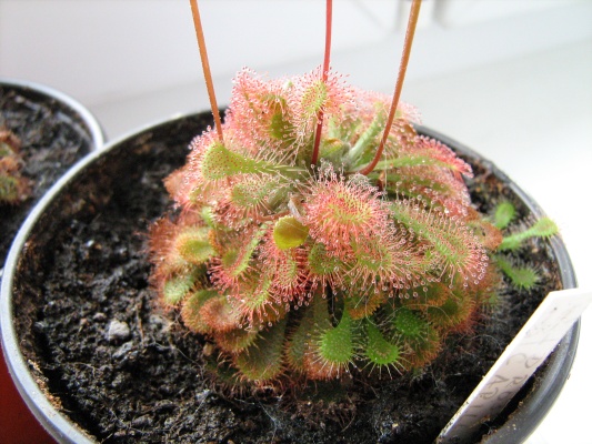 Drosera capillaris