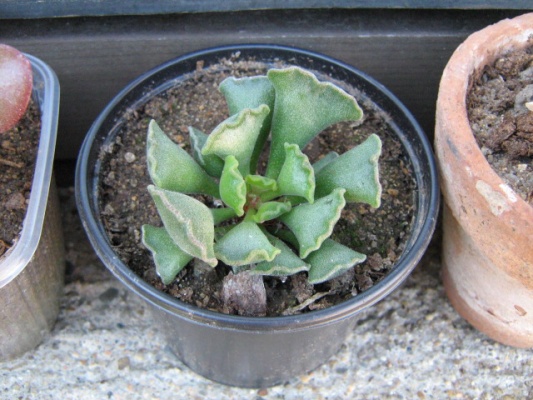 Adromischus cristatus