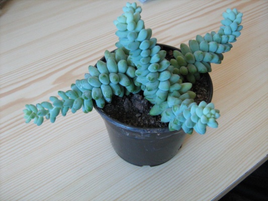 Sedum